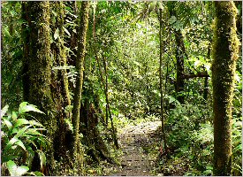 Monteverde Trails through the rainforest in Costa Rica