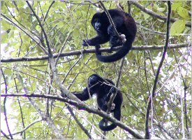 Congo Monkeys Can you spot the howler monkeys?