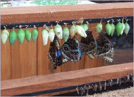 See the birth of a butterfly
