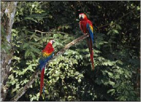 Scarlet Macaws Scarlet Macaws in their natural habitat in Costa Rica