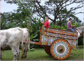 Oxcart Picture time in the oxcart