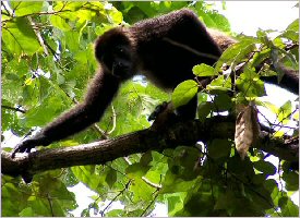 Spider Monkey Monkeys are always a sight to see in their natural habitat