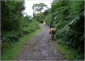 Horseback Riding Trails in the property