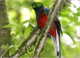 Quetzal Quetzals can be seen in the forest in Costa Rica