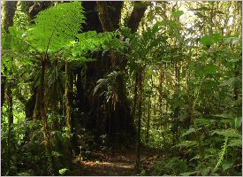 The ever green cloud forest