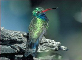 Hummingbird Hummingbird in Monteverde