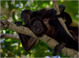 Congo or Howler monkeys are not hard to find in your trip to Costa Rica